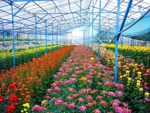 Ha Noi boosts hi-tech flower farming for sustainable growth- Ảnh 1.