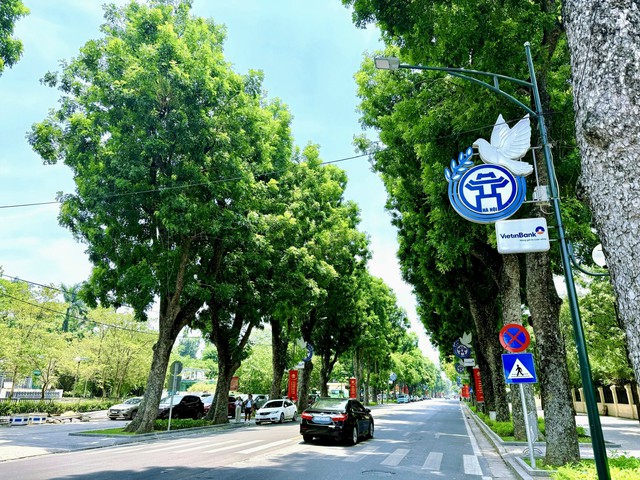 Ha Noi to plant over 400,000 trees in 2026  - Ảnh 1.