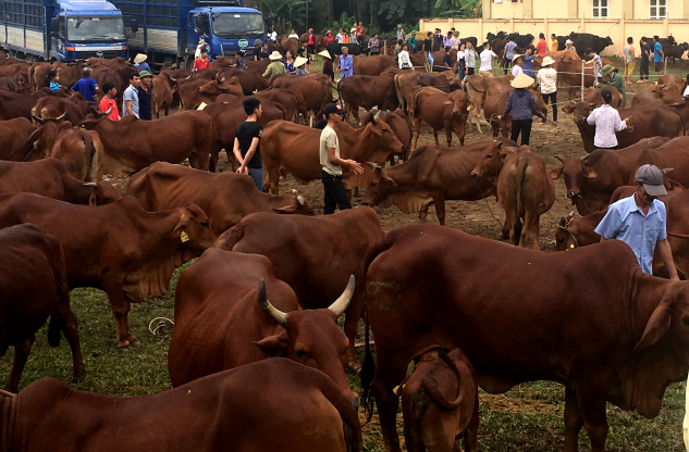 Tái cơ cấu ngành nông nghiệp từ chăn nuôi bò thịt, bò sữa - Ảnh 1.