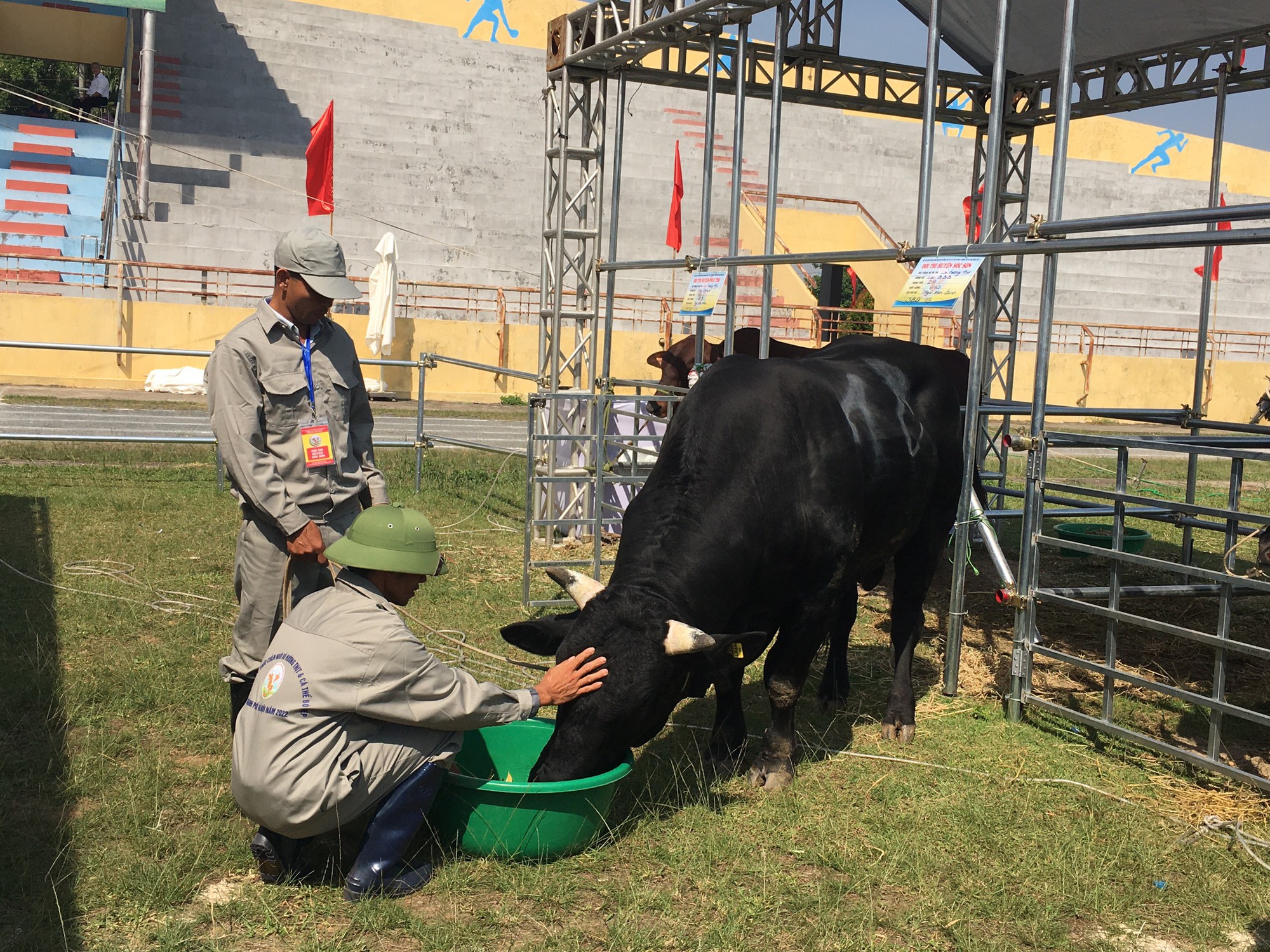 Kỹ thuật nuôi bò sinh sản Mô hình chăn nuôi bò sinh sản nhốt chuồng