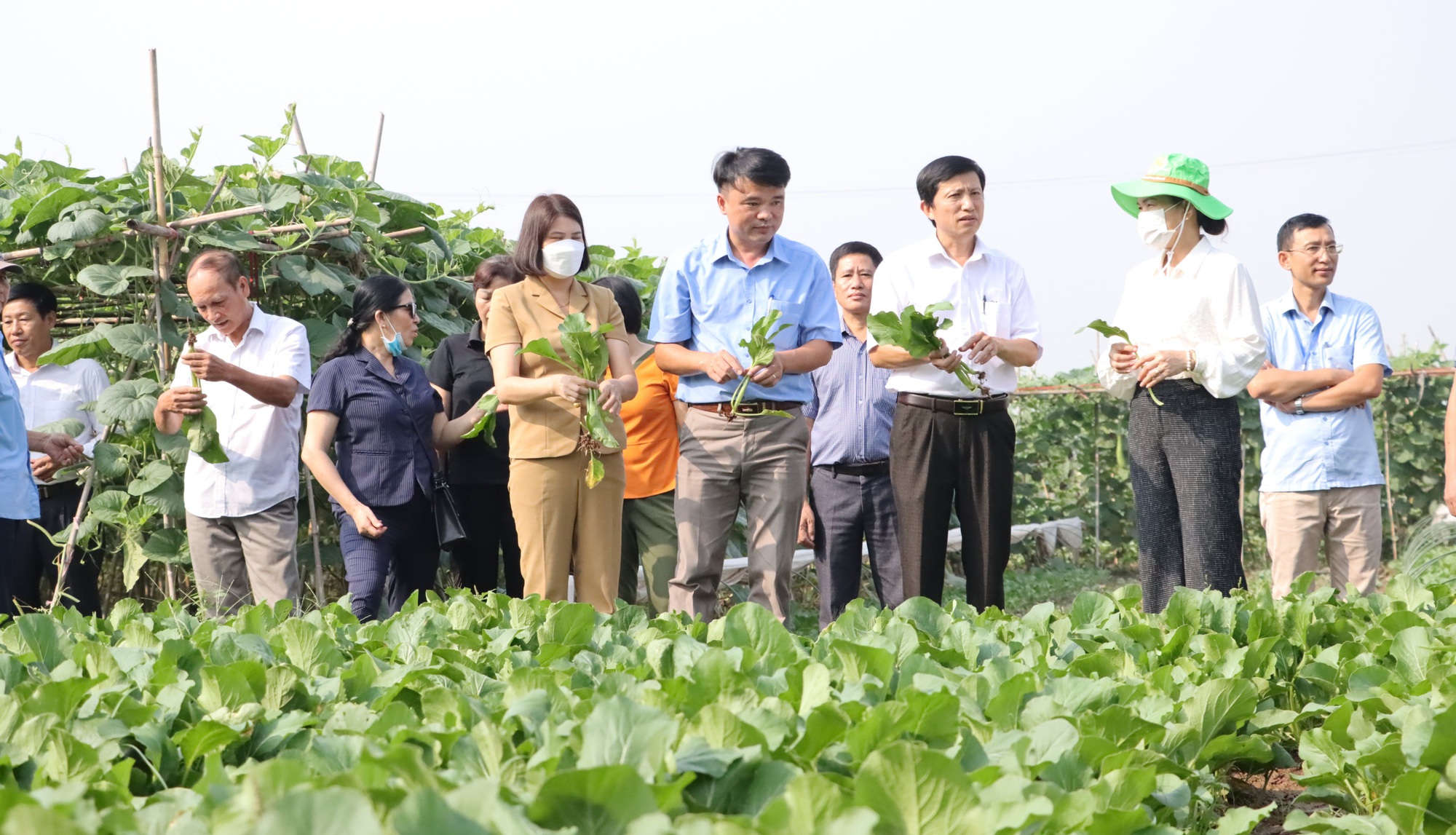 Phát triển sản xuất nguyên liệu an toàn phục vụ chế biến, xuất khẩu nông sản