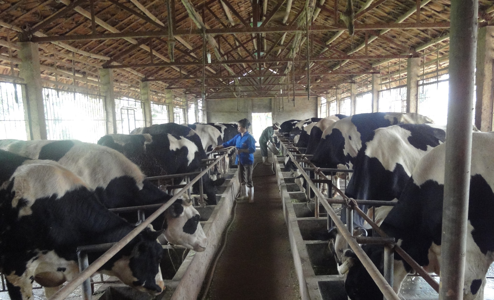 Chăn nuôi bò thương phẩm  vững vàng vượt dịch  VTC16  YouTube