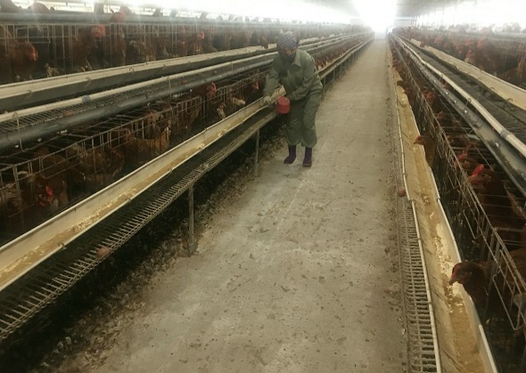 Quản lý chặt chẽ sản xuất thức ăn chăn nuôi, thuốc thú y - Ảnh 1.