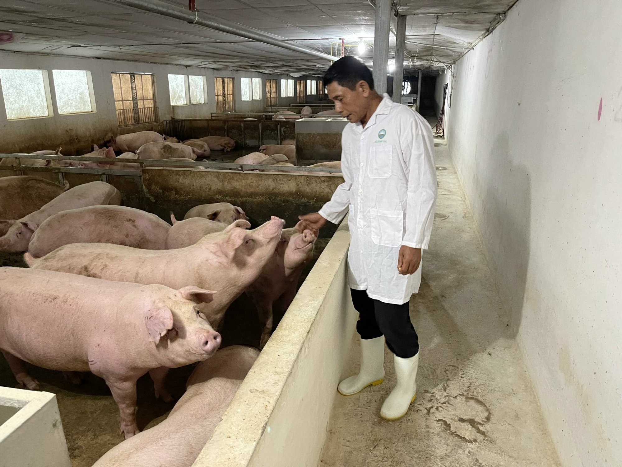Cựu chiến binh làm giàu từ mô hình chăn nuôi lợn khép kín