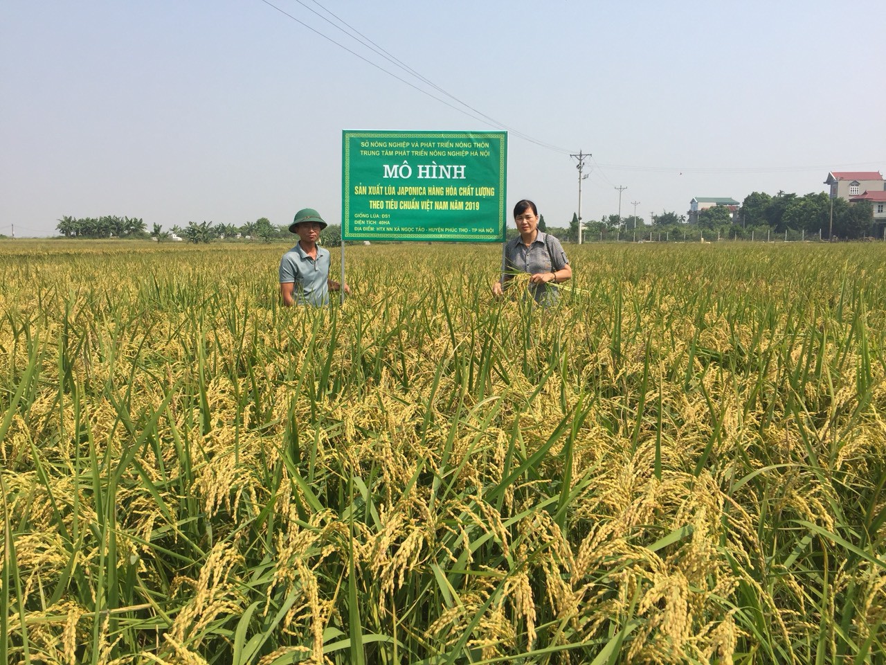 Vùng Tứ giác Long Xuyên trở thành nơi sản xuất lúa gạo
