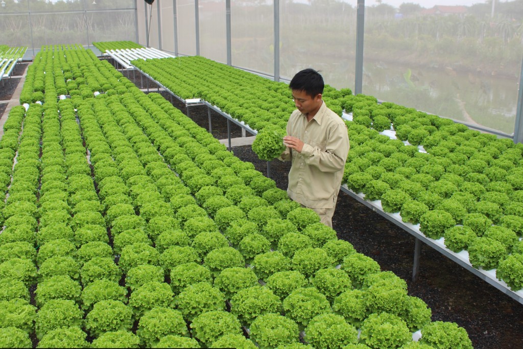 5 mô hình nông nghiệp công nghệ cao ở Việt Nam nổi bật nhất năm 2017  Gwall