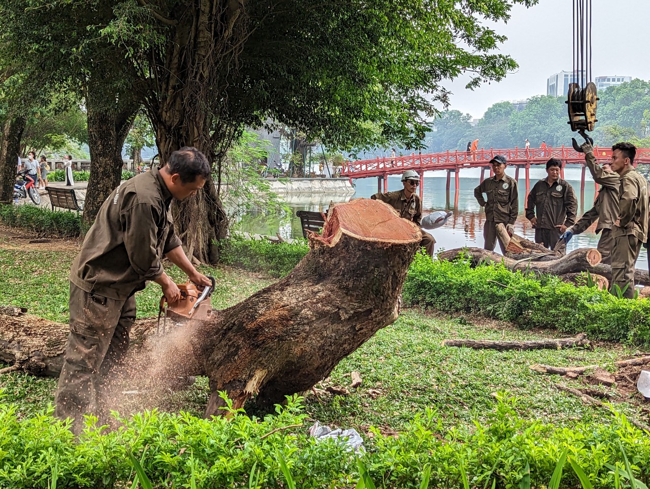 Chặt hạ 3 cây sưa đỏ chết khô bên hồ Gươm