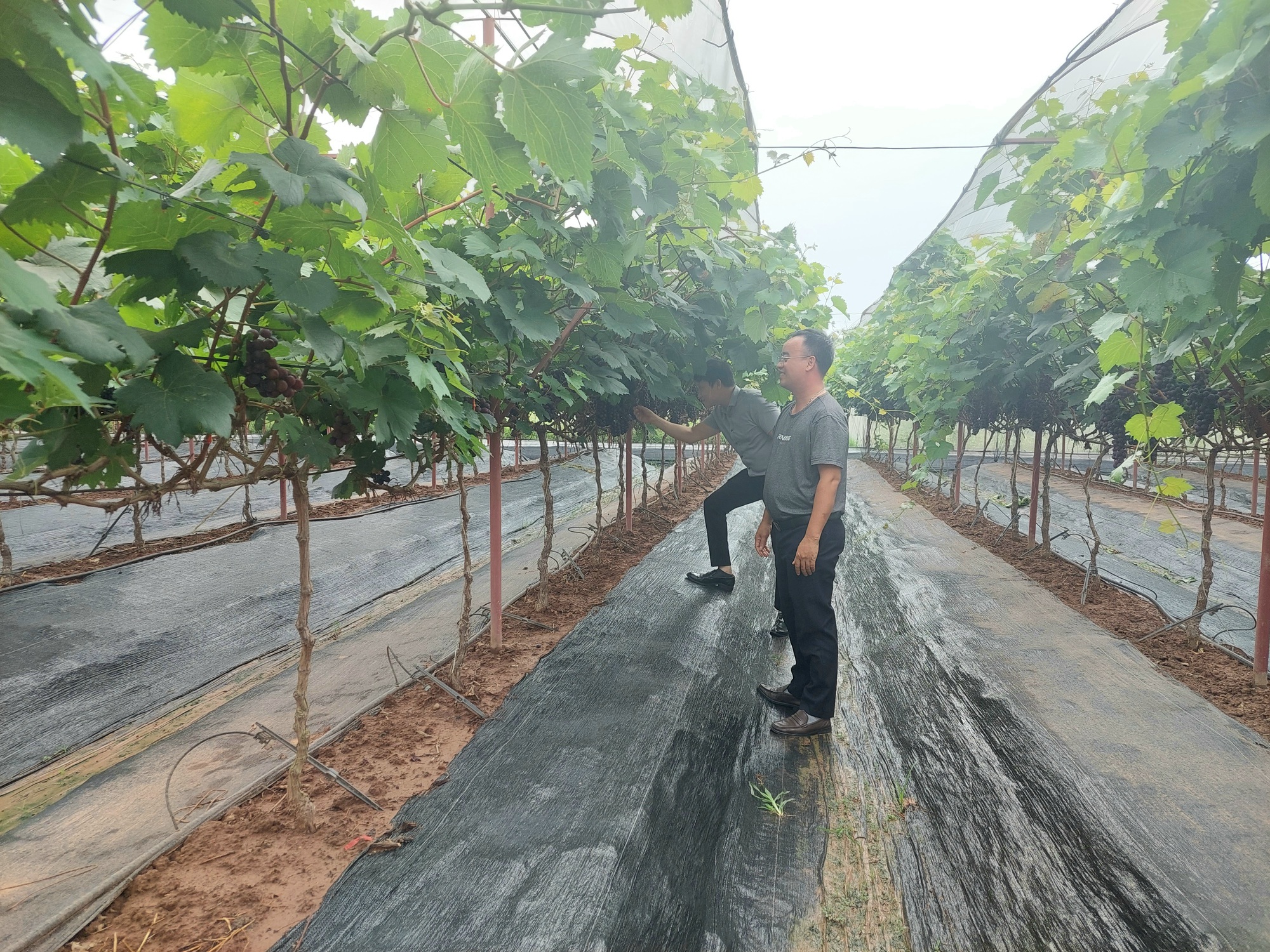 Nhân rộng các mô hình khuyến nông hiệu quả  Viện Khoa học Nông nghiệp Việt  Nam
