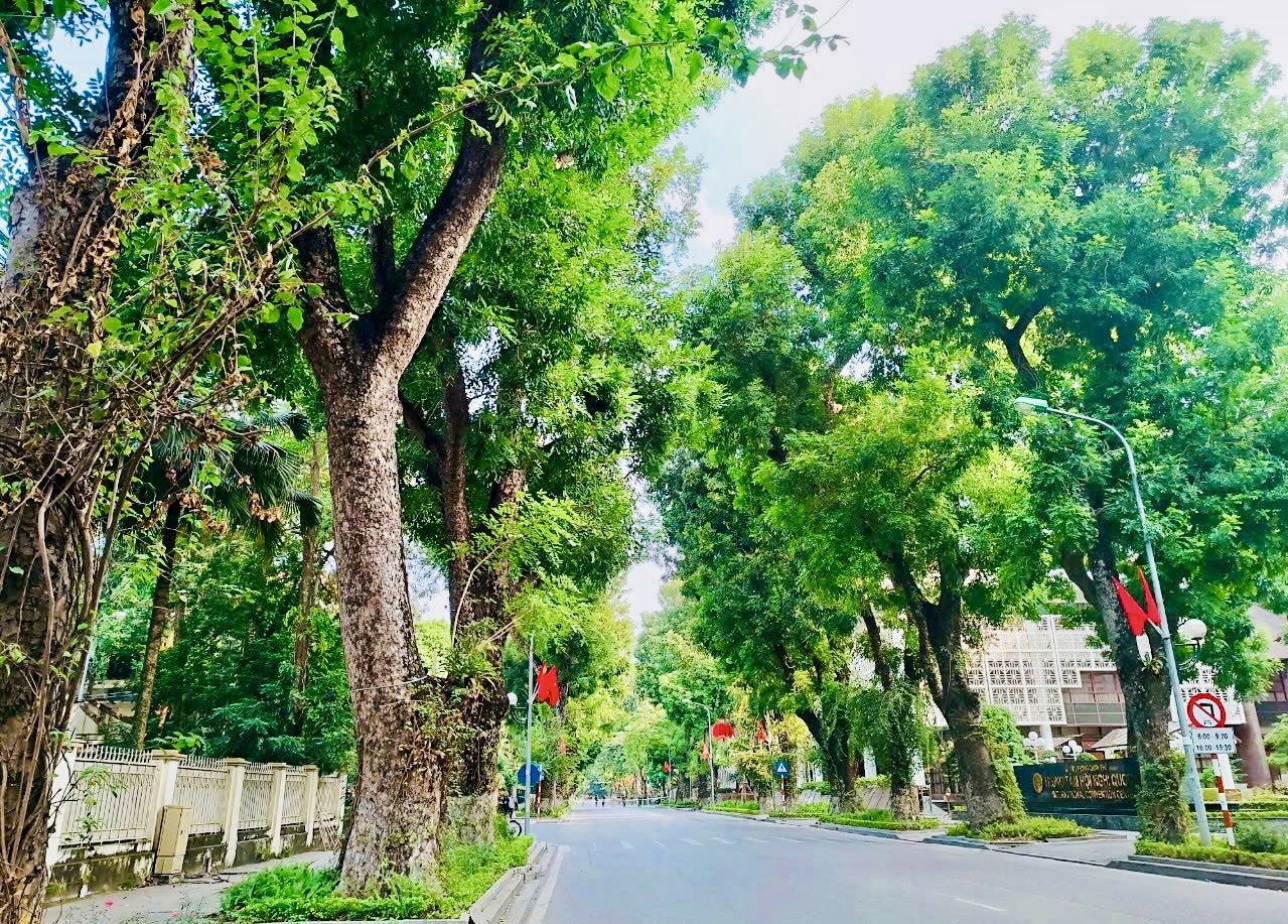 Tìm ra những chủng loại cây xanh đô thị phù hợp môi trường và quản lý, phát triển cây xanh đô thị
