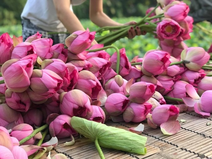 Hà Nội bảo tồn, lưu giữ nhiều nguồn gen quý- Ảnh 1.