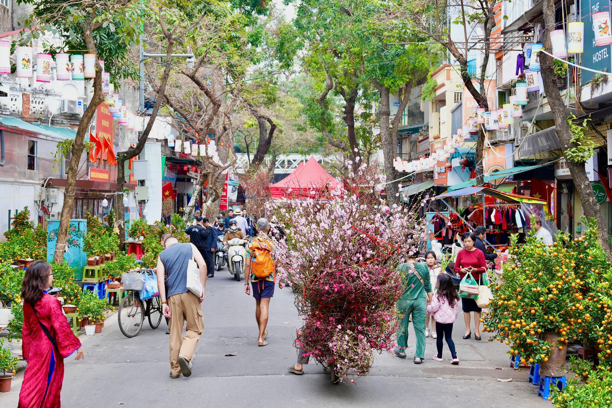 Sắc xuân trên chợ hoa Hàng Lược: ‘Hơi thở’ Tết giữa lòng Hà Nội- Ảnh 1.