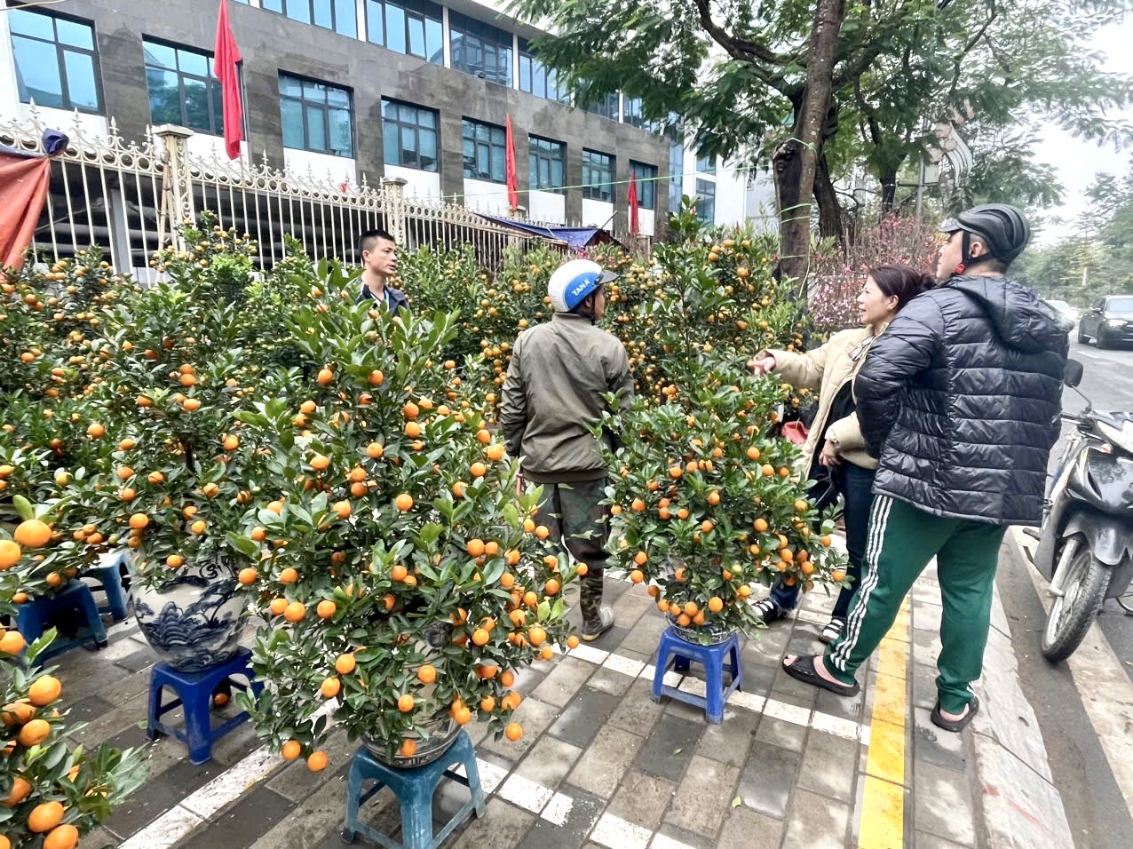 Rực rỡ sắc hoa xuân đón Tết - Ảnh 2. Rực rỡ sắc hoa xuân đón Tết - Ảnh 2.