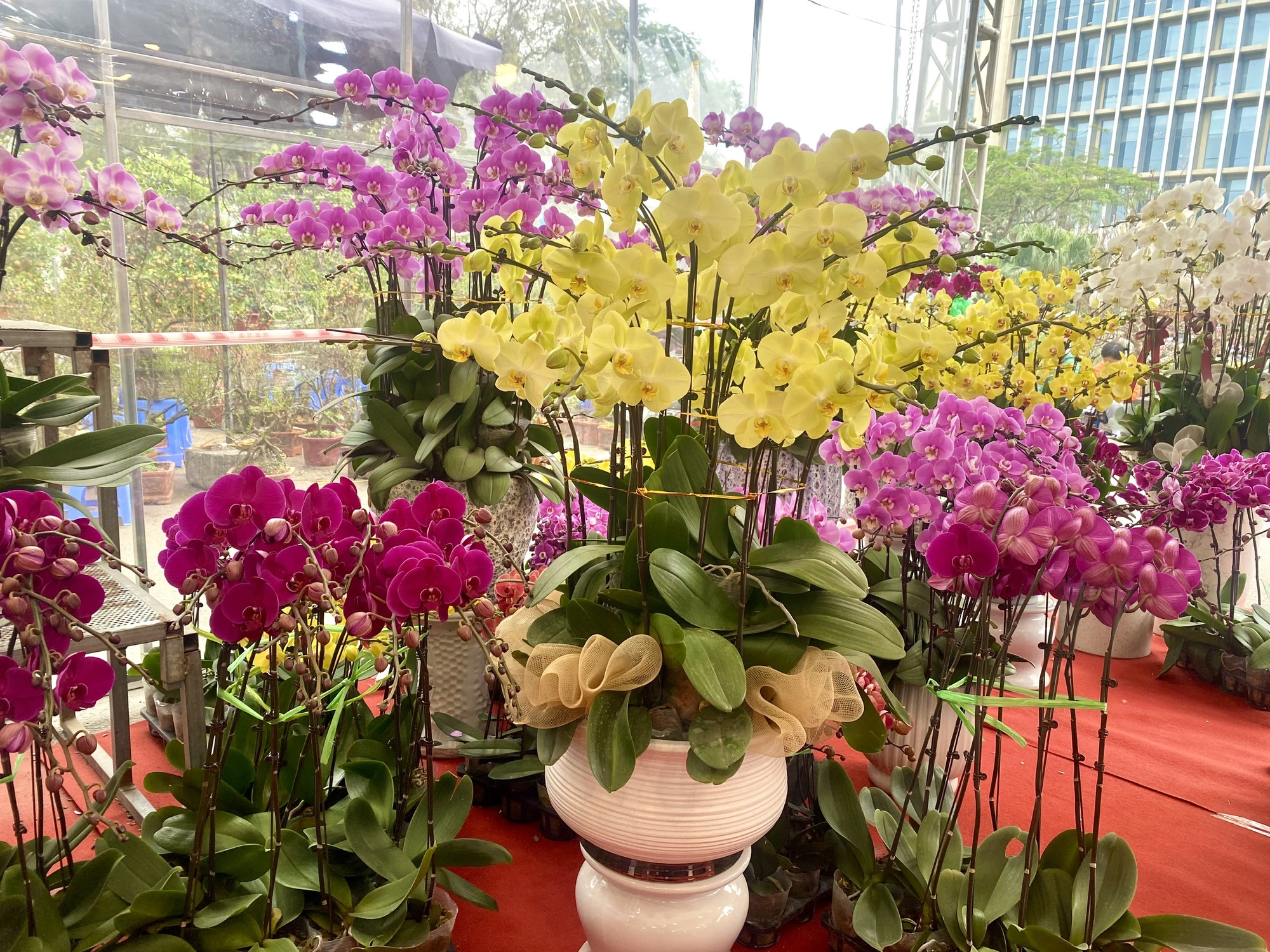 Rực rỡ sắc hoa xuân đón Tết - Ảnh 10. Rực rỡ sắc hoa xuân đón Tết - Ảnh 10.