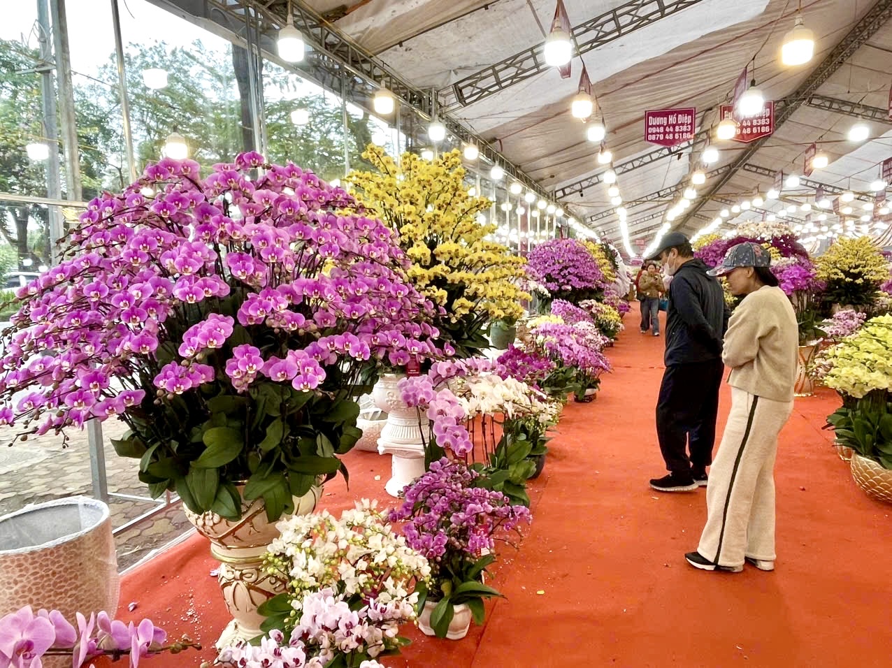 Rực rỡ sắc hoa xuân đón Tết - Ảnh 6. Rực rỡ sắc hoa xuân đón Tết - Ảnh 6.