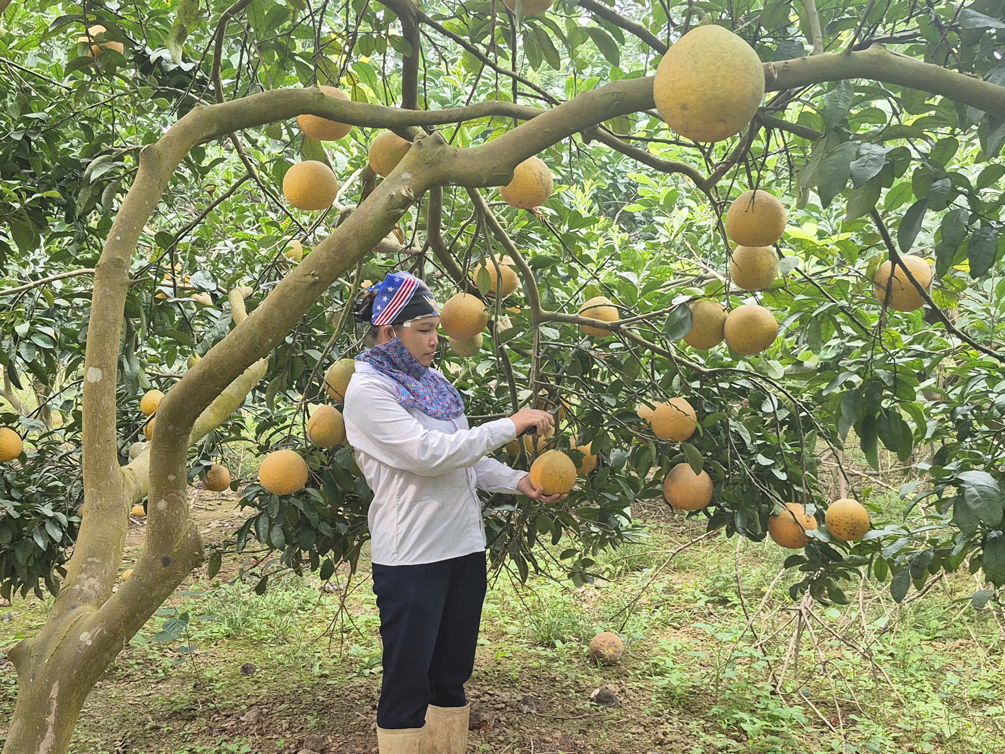 Xuân trên vùng đất bãi: Khi nông nghiệp hữu cơ đánh thức mùa vàng xã đảo- Ảnh 1.