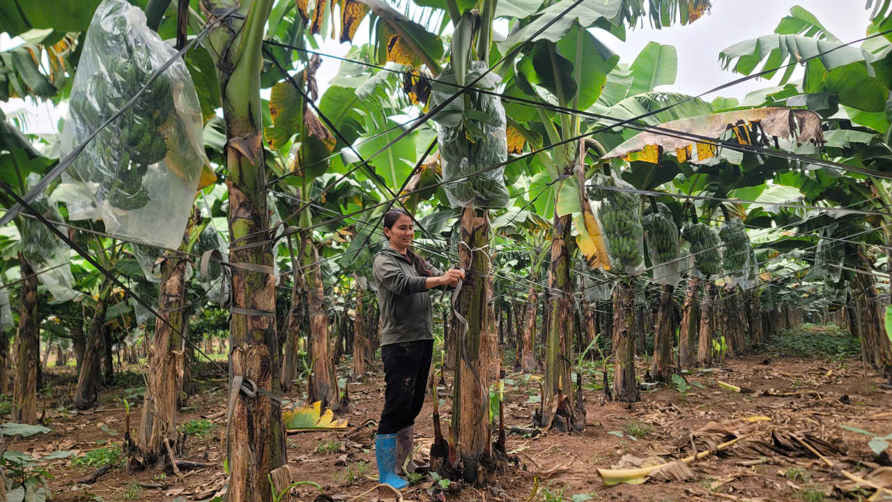 Xuân trên vùng đất bãi: Khi nông nghiệp hữu cơ đánh thức mùa vàng xã đảo- Ảnh 2.