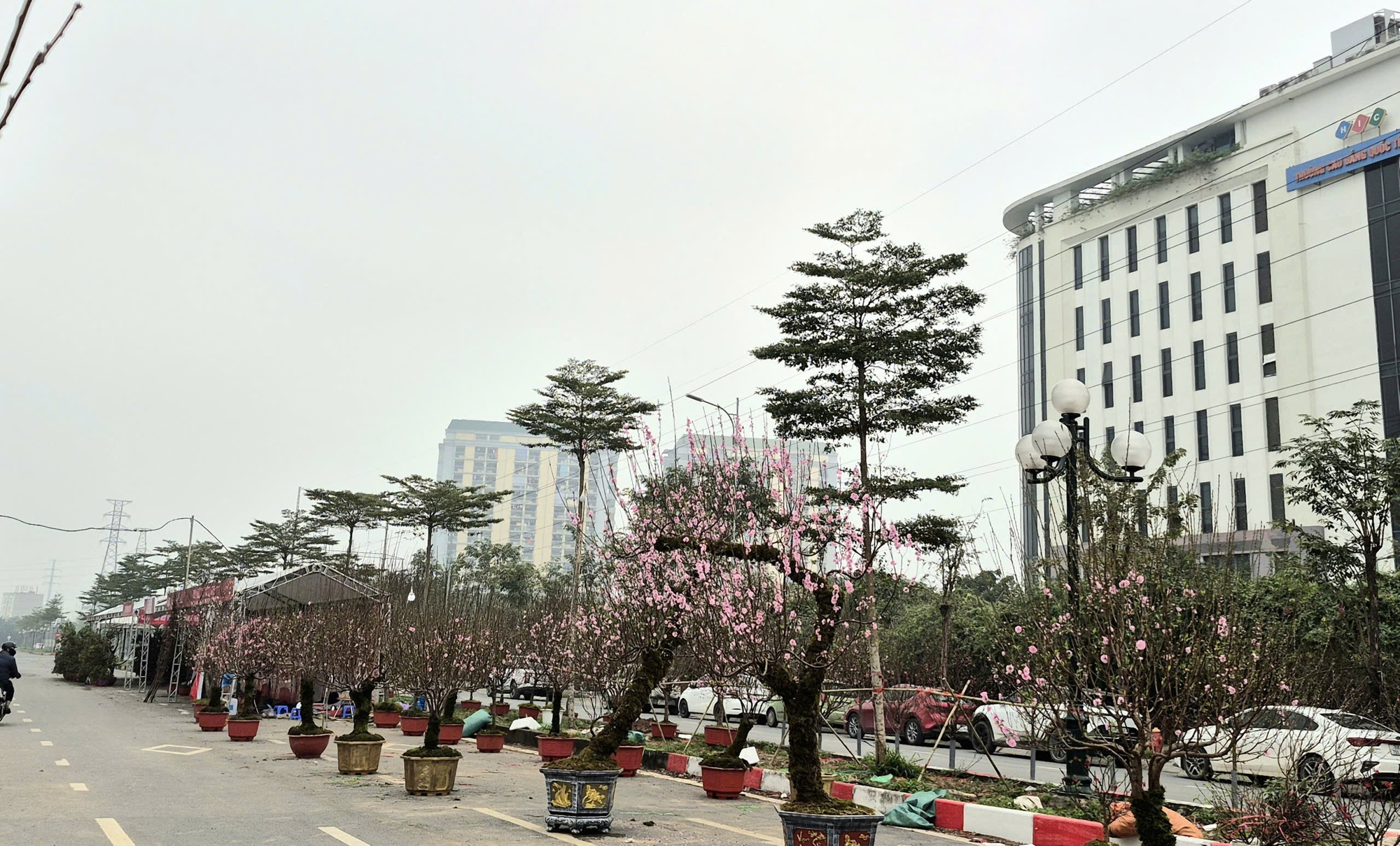 Sắc xuân lan tỏa từ vườn hoa đến phố thị- Ảnh 1.