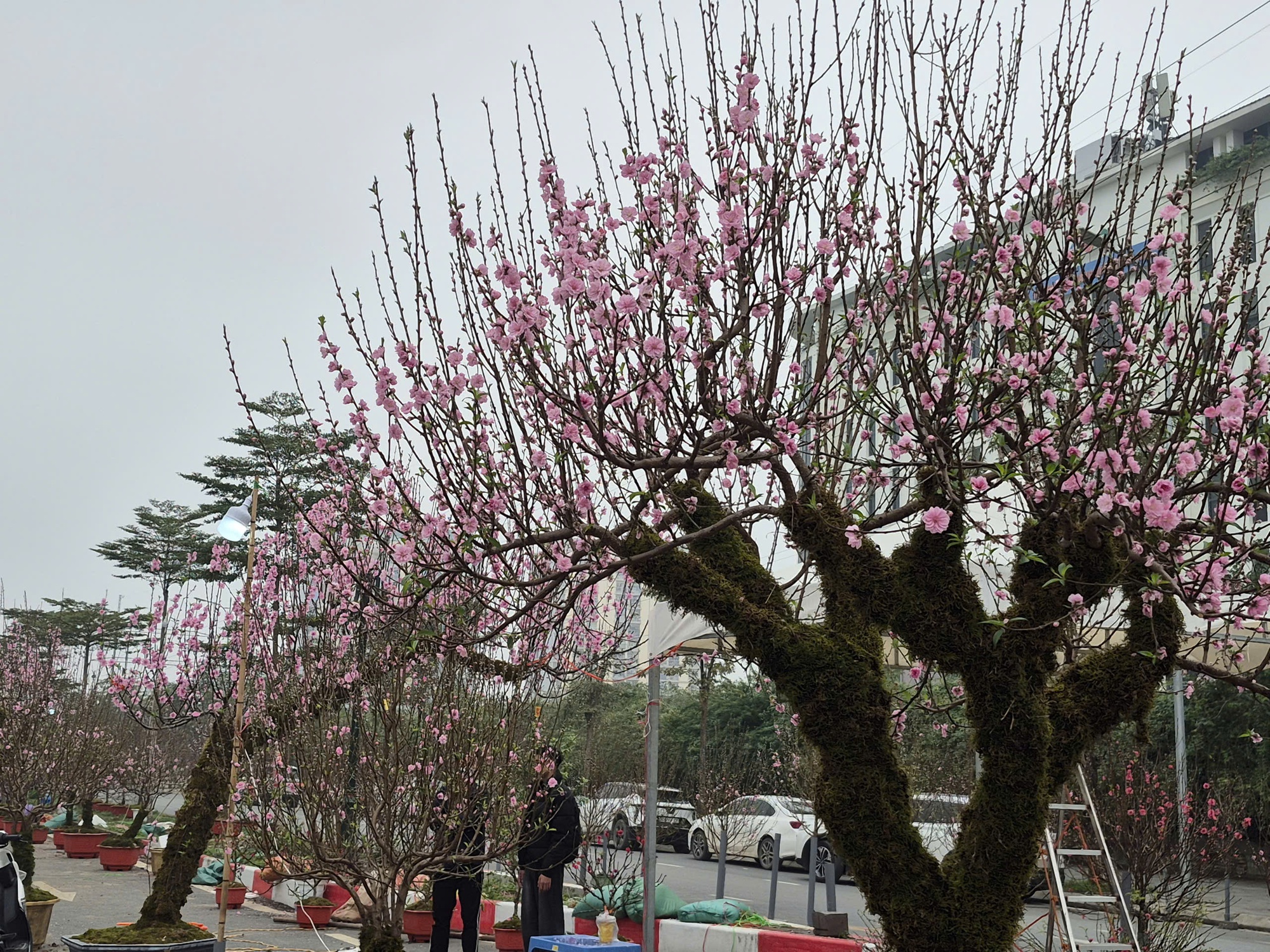 Sắc xuân lan tỏa từ vườn hoa đến phố thị- Ảnh 4.