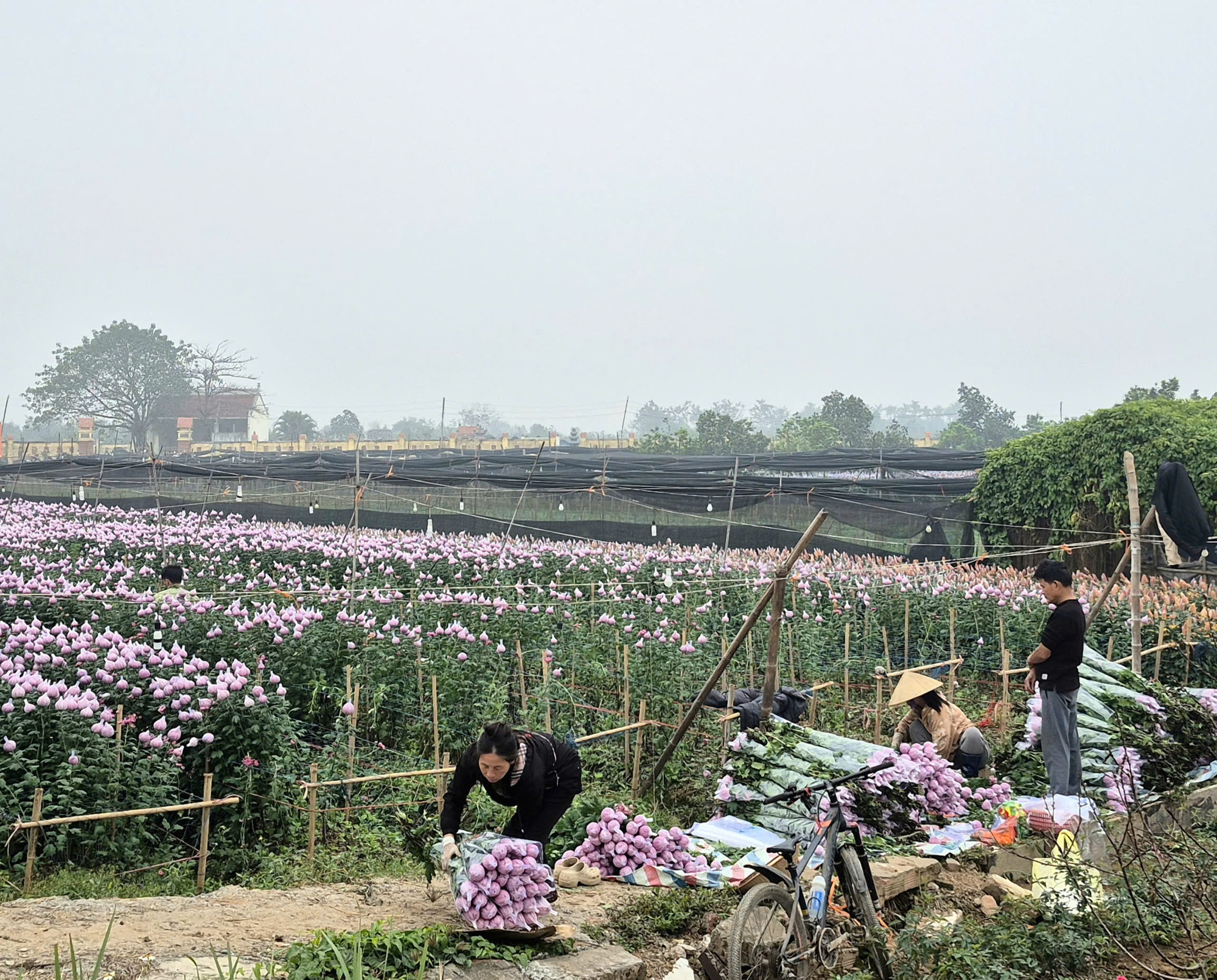 Sắc xuân lan tỏa từ vườn hoa đến phố thị- Ảnh 7.