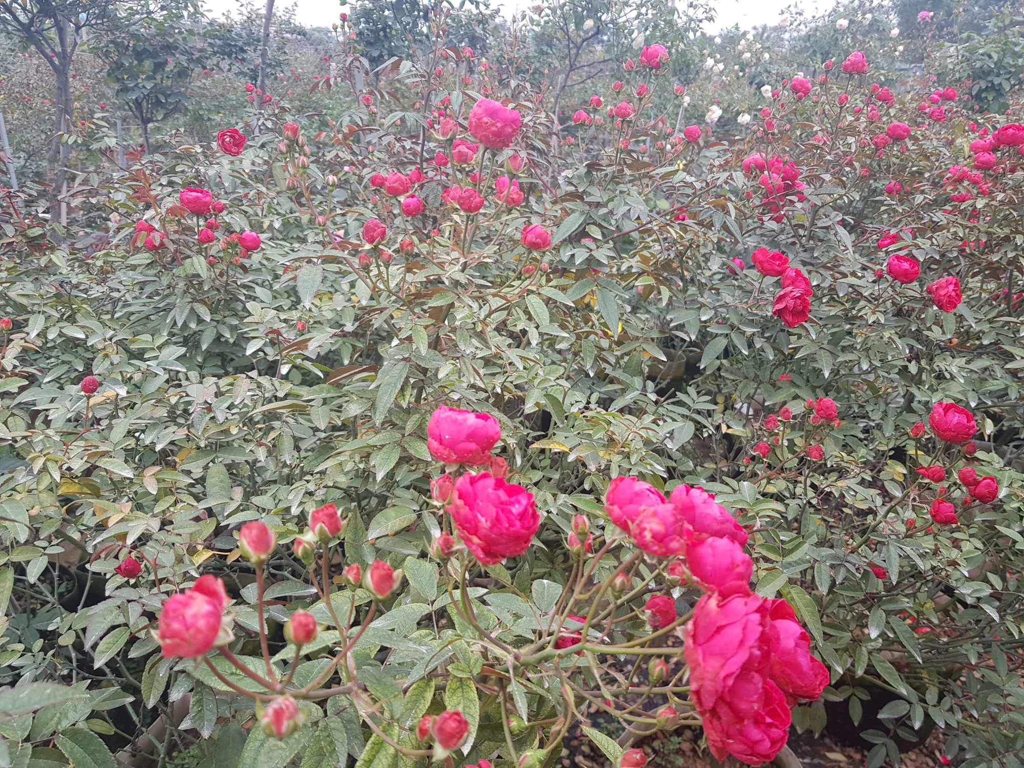 Sắc xuân lan tỏa từ vườn hoa đến phố thị- Ảnh 9.