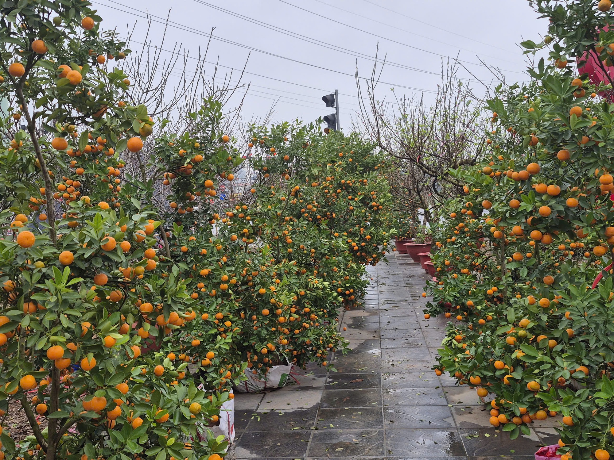 Sắc xuân lan tỏa từ vườn hoa đến phố thị- Ảnh 6.