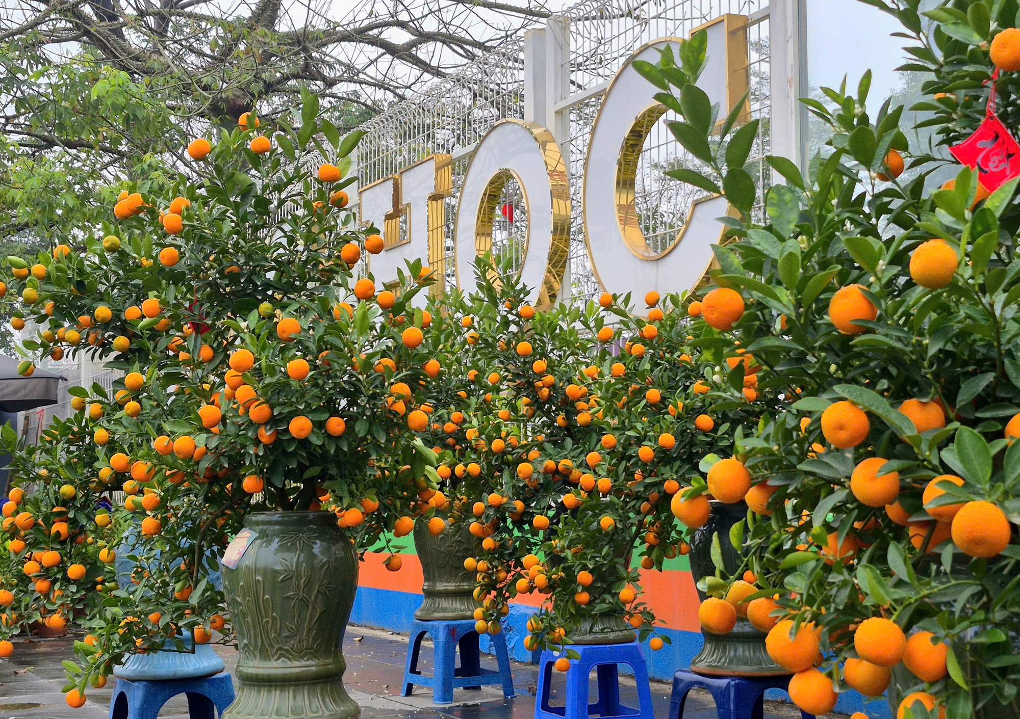 Sắc xuân lan tỏa từ vườn hoa đến phố thị- Ảnh 5.