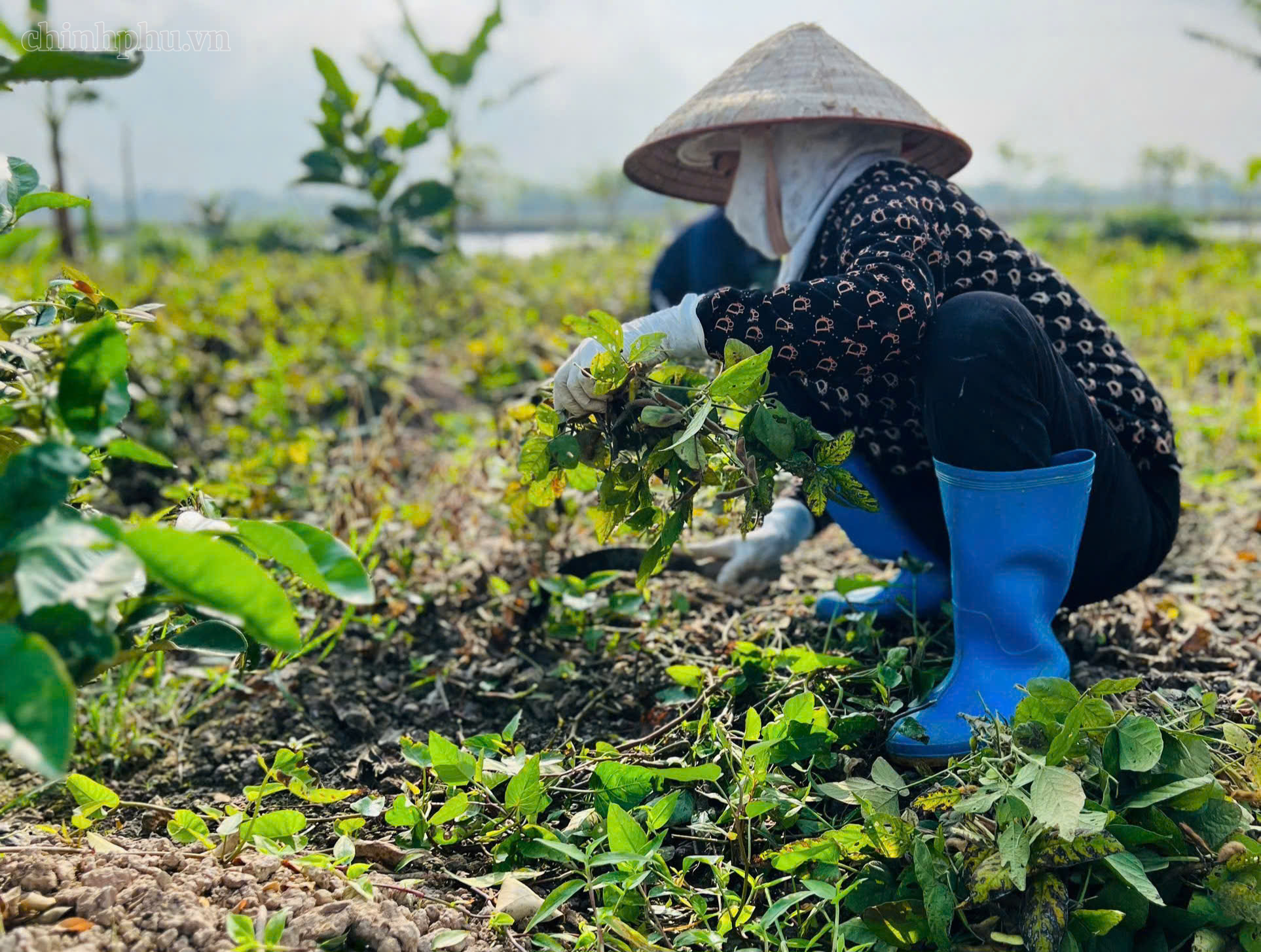 Phát triển hơn 2.500 hội viên mới, mở rộng mô hình chi, tổ hội nông dân nghề nghiệp- Ảnh 1.