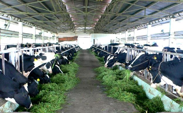 Nông dân điêu đứng vì chăn nuôi bò sữa