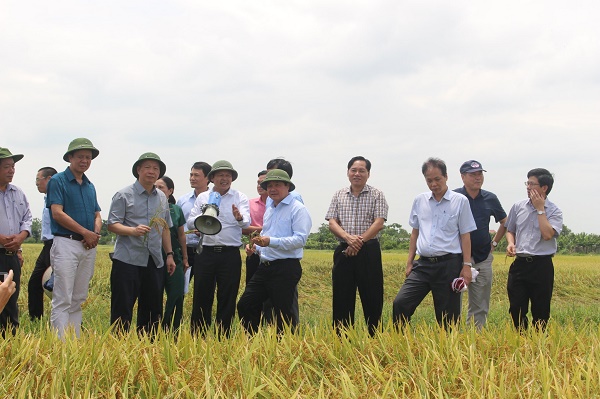 Phát triển chuỗi liên kết sản xuất lúa gạo sử dụng phân hữu cơ 