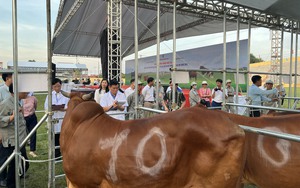 Thêm kênh xúc tiến, quảng bá qua Hội thi kiến thức chăn nuôi bò hướng thịt