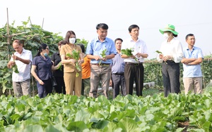 Phát triển sản xuất nguyên liệu an toàn phục vụ chế biến, xuất khẩu nông sản