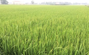 Chuyển đổi cơ cấu cây trồng từ nâng cao sản xuất lúa chất lượng cao