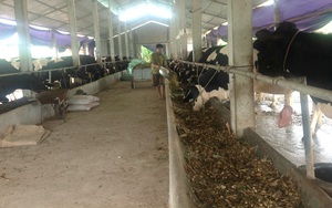 Phát huy lợi thế, đẩy mạnh phát triển chăn nuôi bò sữa 