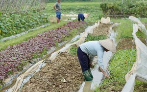 Phát triển nông thôn mới gắn với nông nghiệp sinh thái