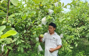 Thu nhập hàng tỷ đồng từ sản phẩm OCOP theo hướng hữu cơ, an toàn