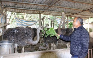 Đa dạng các mô hình cựu Thanh niên xung phong phát triển kinh tế