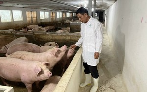 Chăn nuôi an toàn, chủ động nguồn cung thịt lợn