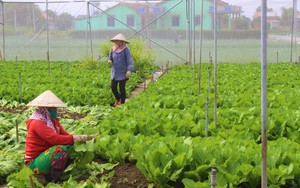 Bước tiến vững chắc của huyện Thanh Trì trong phát triển nông nghiệp