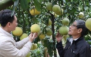 Hà Nội nhân rộng nhiều giống cây trồng, vật nuôi đặc sản có giá trị kinh tế cao