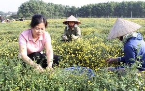 Xây dựng, nhân rộng mô hình sản xuất cây dược liệu