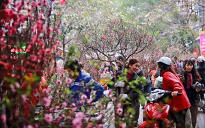 Hà Nội sẽ có 83 chợ hoa phục vụ Tết Nguyên đán 2024