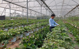 Nhân rộng các mô hình trồng cây ăn quả theo nông nghiệp ứng dụng công nghệ cao