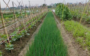 Hà Nội đã gieo trồng được hơn 14 nghìn ha rau màu