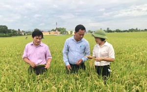 Sản xuất lúa hiệu quả từ ứng dụng công nghệ cao