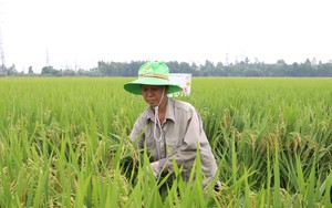 Xây dựng thương hiệu gạo Thủ đô