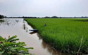 Mô hình nuôi cá trong đồng ruộng tạo lợi ích kép