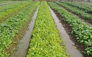 Tăng diện tích sản xuất cây vụ đông đáp ứng nguồn cung dịp cuối năm