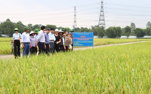 Nâng cao chất lượng sản xuất từ mô hình lúa VietGAP