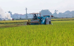 Nhanh chóng thu hoạch lúa, hạn chế thấp nhất thiệt hại do bão