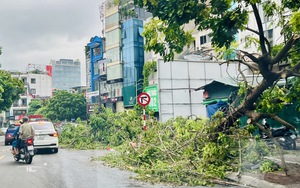 Khoảng 1.200 cây xanh bị gãy, đổ trên các tuyến phố ở Hà Nội sẽ được cứu